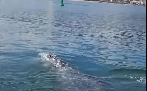 Bormes-les-Mimosas : une baleine se réfugie dans le port