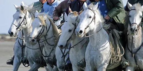 Arles : le Festival de la Camargue aura bien lieu