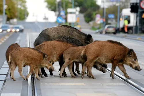 Elle se fait voler ses courses sur le parking du supermarché... par...