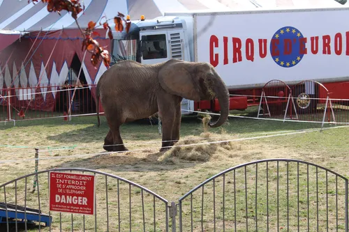 Marseille :  l’association One Voice de nouveau devant la justice...