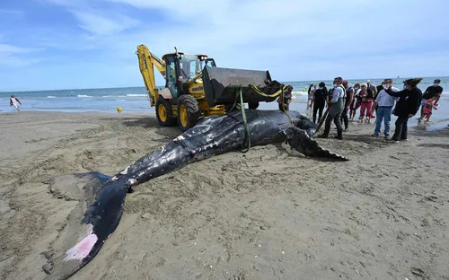 Une baleine à bosse s’échoue près de La Grande Motte