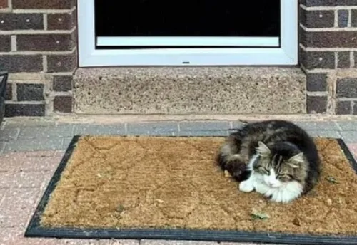 Deux semaines après son incinération, le chat revient chez ses...