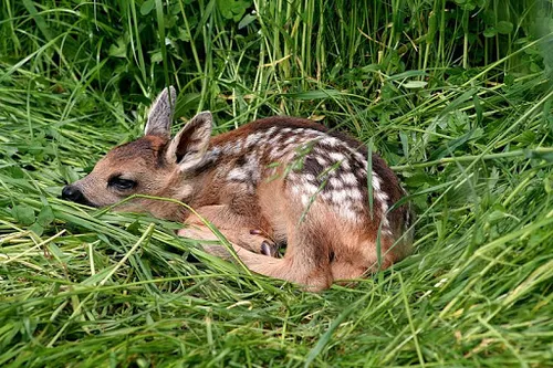 Nice : un petit faon sauvé et placé sous la protection de la ville