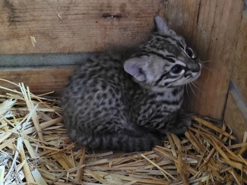 Naissance rare d'un petit chat de Geoffroy au Domaine des Fauves