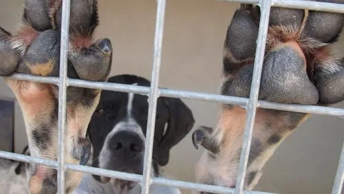 "Les abandons d'animaux repartent à la hausse", alerte la SPA