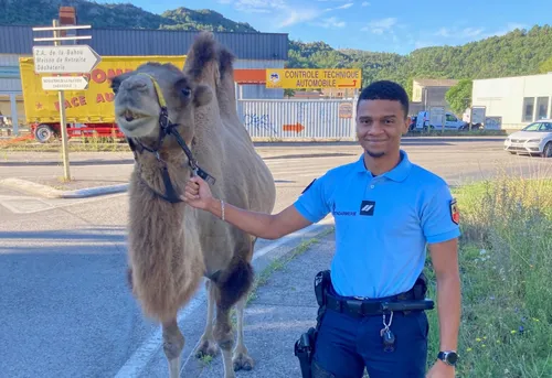 Anduze : les gendarmes interviennent pour un chameau qui broutait...