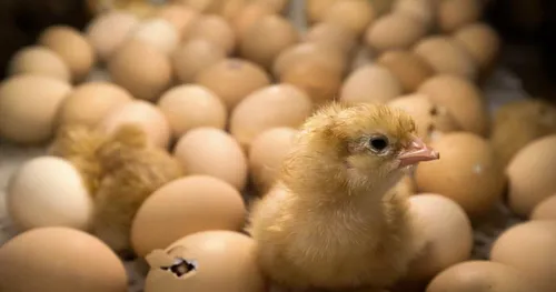 La France veut interdire le broyage et le gazage des poussins mâles...