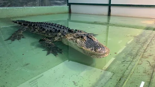 USA : lors d'un anniversaire, elle est happée par un alligator dans...