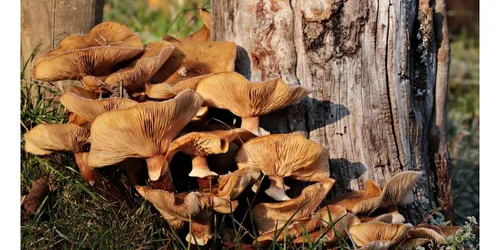 Cueillettes de champignons : 330 cas d'intoxication dont trois...