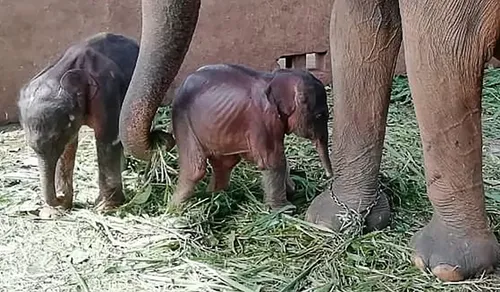 Sri Lanka : des éléphanteaux jumeaux naissent en captivité, une...