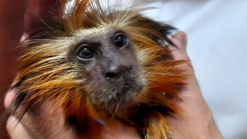 Marseille : un singe protégé retrouvé et recueilli par la SPA