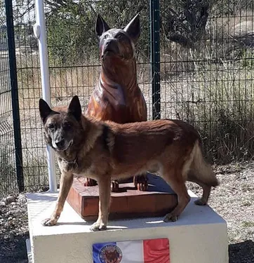 Cabriès : la première maison de retraite pour chiens policiers en...