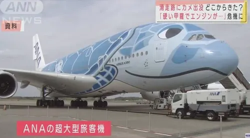 Une tortue se faufile sur la piste d’un aéroport et retarde cinq...