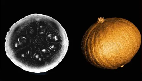 Le nouvel IRM le plus puissant du monde testé sur... un potimaron