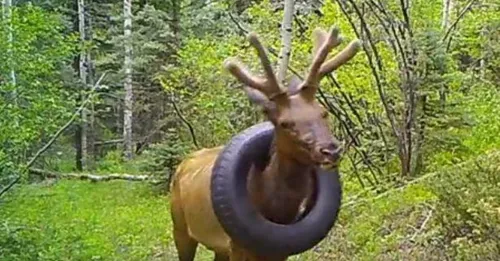 Un wapiti libéré du pneu coincé autour de son cou depuis deux ans