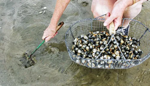 La pêche aux palourdes interdite au Nord de l'Etang de Berre