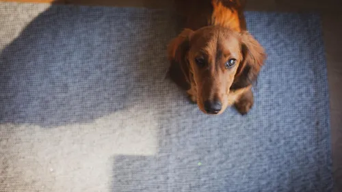 Un teckel dissimulé dans un sac plastique provoque 40 minutes de...