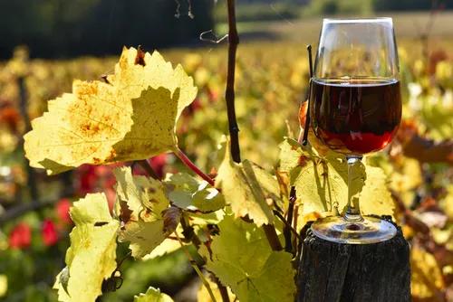 Le Beaujolais nouveau 2021 sortira le 18 novembre