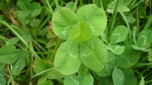 Il trouve un trèfle à cinq feuilles et le met en vente 1,12 million...