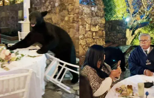 Mexique : un ours s'invite à un mariage !