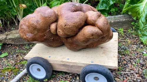 Un couple aurait découvert la plus grosse pomme de terre du monde...