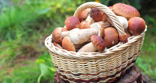 Aix : le salon des champignons c'est ce week-end !