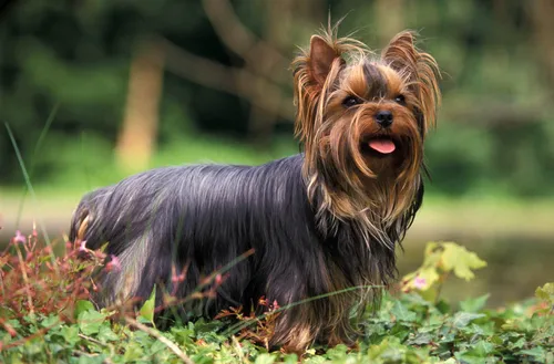 Disparue en forêt, elle est retrouvée grâce à son yorkshire qui...