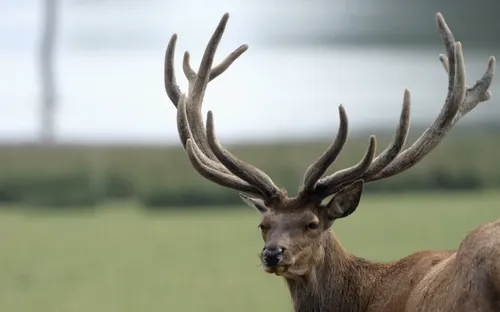 Un cerf poursuivi par une chasse à courre se réfugie près du stade...