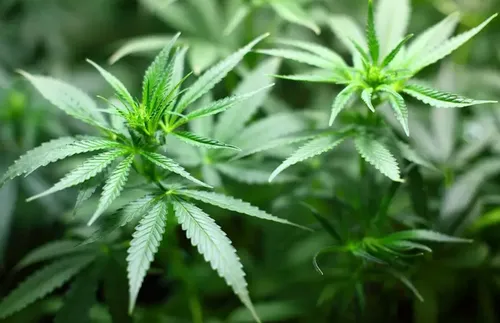 Le cannabis reste la drogue la plus consommée par les Français