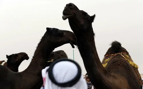 Des chameaux botoxés exclus d’un concours de beauté en Arabie saoudite