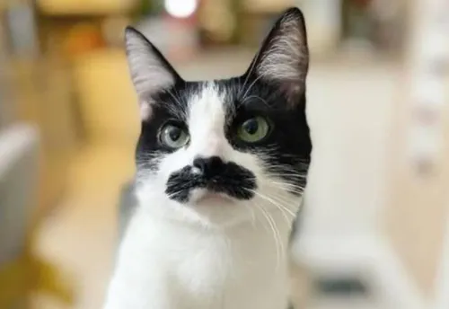 Avec sa moustache noire, Mostaccioli est devenue une véritable star...