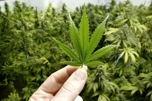 Des molécules du cannabis pourraient empêcher de contracter le virus