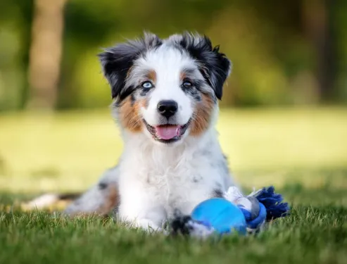 Le Berger Australien, chien préféré des Français