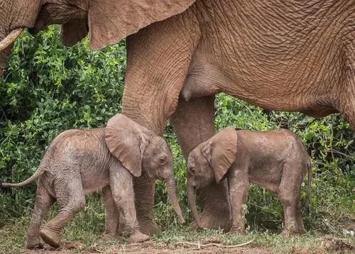 Rare naissance de jumeaux éléphants au Kenya