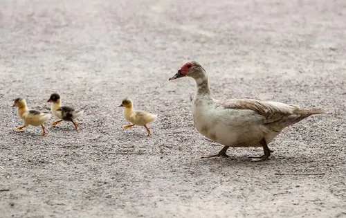 Un village crée un passage clouté spécial pour protéger ses canards...