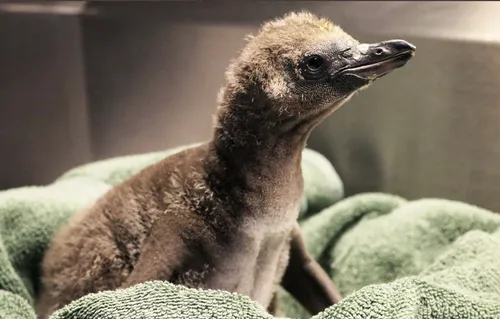 Un œuf de manchot a éclos après avoir été couvé par un couple de mâles