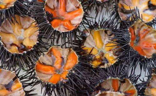 Istres : rendez-vous aux oursinades ce week-end !