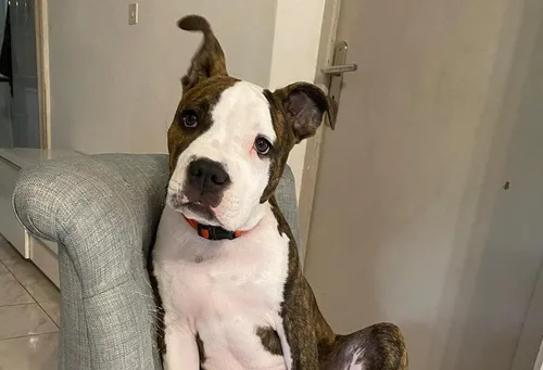 Sant-Cyr : les maitres recherchent Sanka volée dans leur jardin