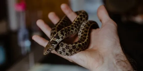 Un contrebandier cachait 52 serpents et lézards dans son pantalon