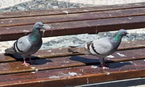 L'arnaque à la fiente d'oiseaux, la nouvelle ruse pour les pickpockets