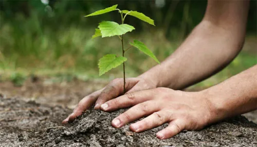 Allauch : journée de reboisement ce dimanche