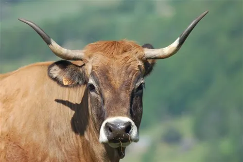 Exportations de bovins interdites : les éleveurs lozériens « sous...