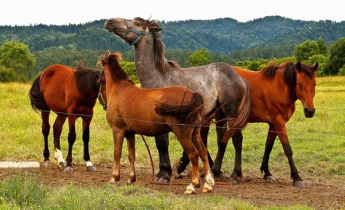 Intrusion dans un centre équestre à Jussac, un cheval blessé