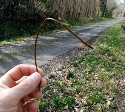 Asperges des bois : des intoxications sont possibles
