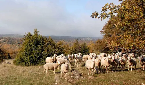 2026 : le pastoralisme célébré depuis la Lozère