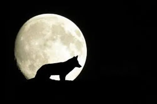 Une battue au loup interdite par la Préfecture de Corrèze