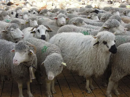 La transhumance fait son grand retour au col de Néronne