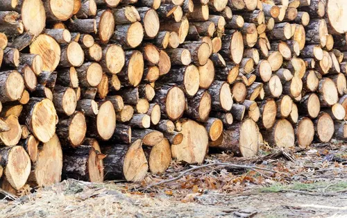 Corrèze : l’État au soutien de la filière bois
