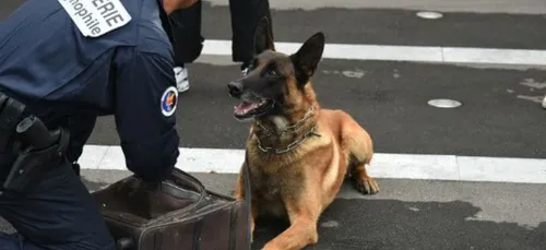Arles : Un trafic de croquettes démantelé grâce au flair des gendarmes