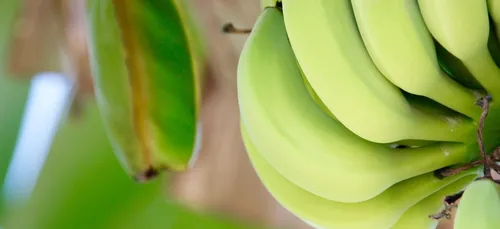 Chlordécone : L’Etat jugé responsable